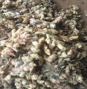 Harvest from Kwatururu (Kachia axis) (2)