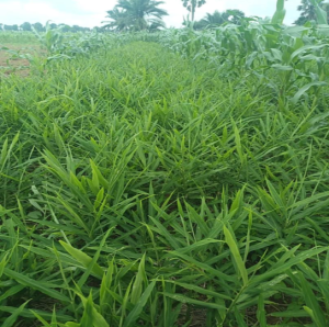 Harvest from Kwatururu (Kachia axis)