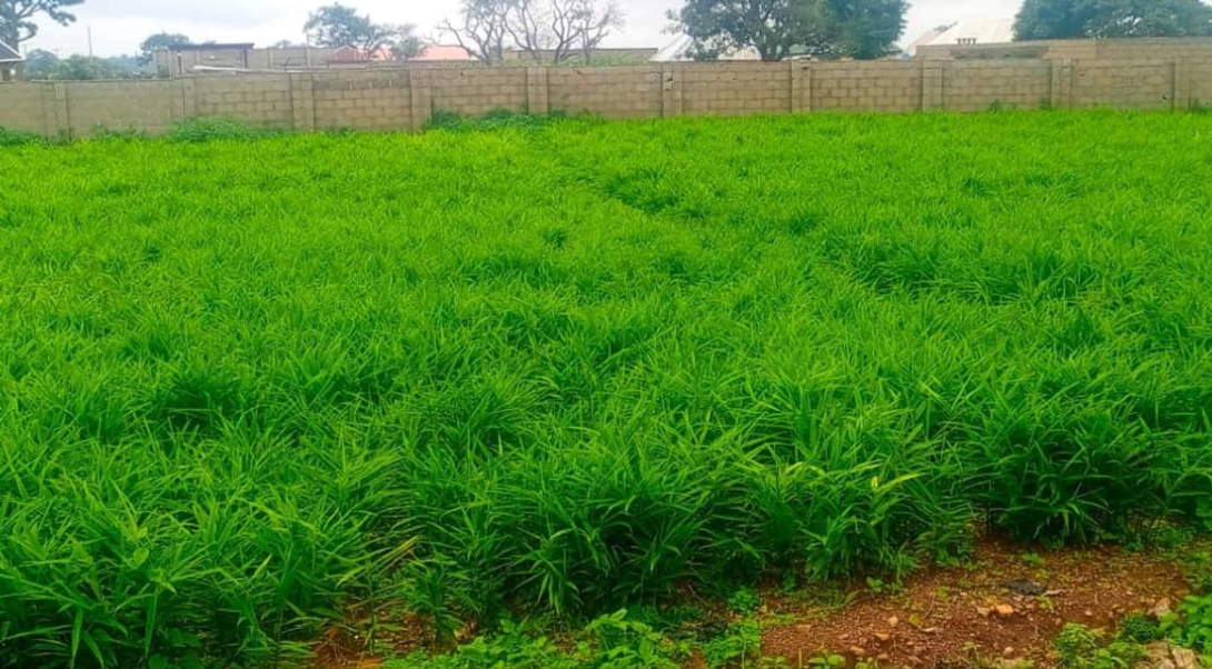 A smallholder farmer’s ginger farm in Kagarko
