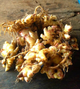 A cross-section of photos of this year’s ginger harvest from smallholder farms in Kachia